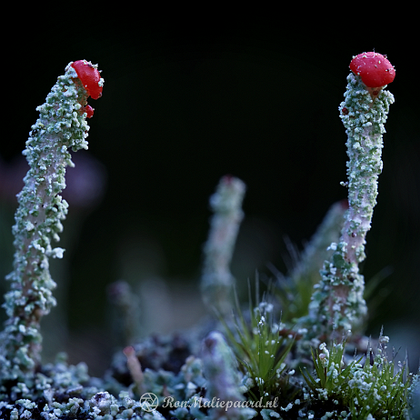 DSC07563-2- insta - Rode heidelucifer (Cladonia floerkeana) - Watermark null