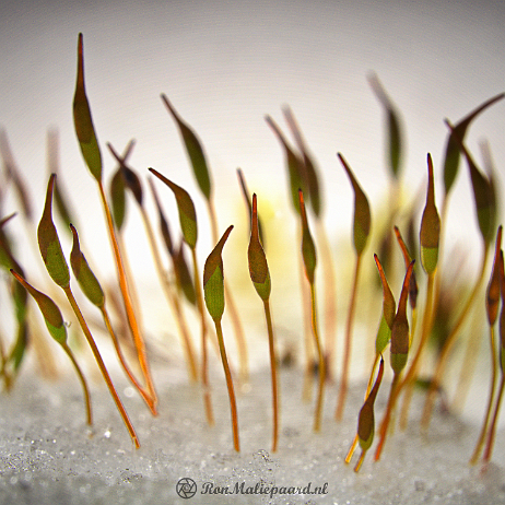 DSC07760-2- insta - Gewoon muursterretje (Tortula muralis) - Watermark_1 null