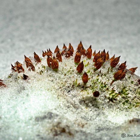 DSC07762 - Gesteelde haarmuts (Orthotrichum anomalum) - Watermerk null