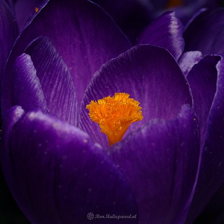 DSC08282 - Crocus - Watermerk null