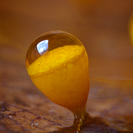 DSC05840- insta - Witdekselkalkbekertje – Craterium minutum - Watermark null