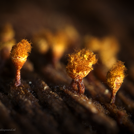 DSC08865- insta - Zwart draadwatje (Trichia botrytis) - Watermark null