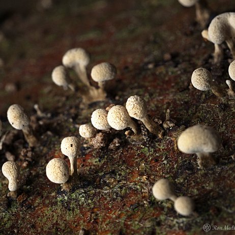 Paddenstoel DSC04693 - FB - Beukenkorrelkopje (Phleogena faginea) - Watermerk null