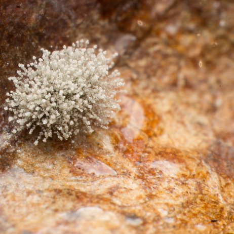 Schimmel met sminthurinus trinostatus (springstaartje) DSC09481 jAlbum null